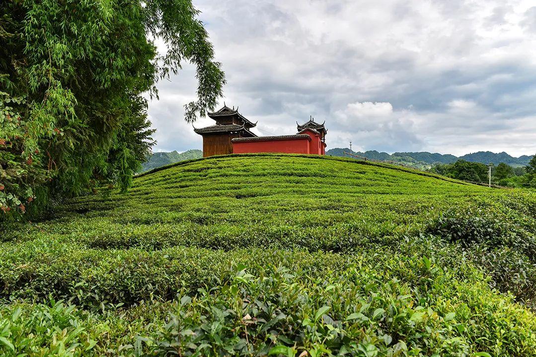 广西侗乡，茶旅融合吸引游客纷至沓来