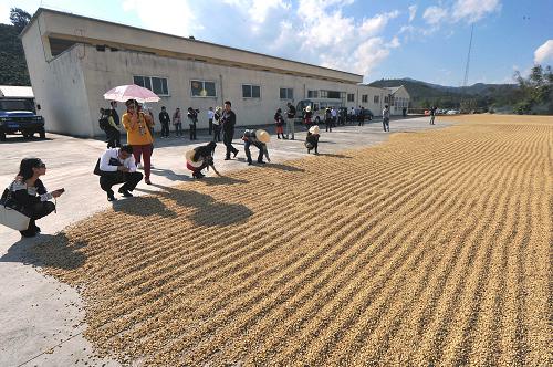 景谷县正兴镇球场变市场豆子丰收销售繁忙景象