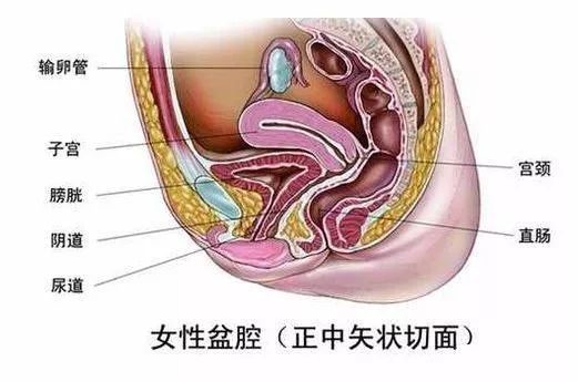 盆腔积液的原因及其成因深度探究分析