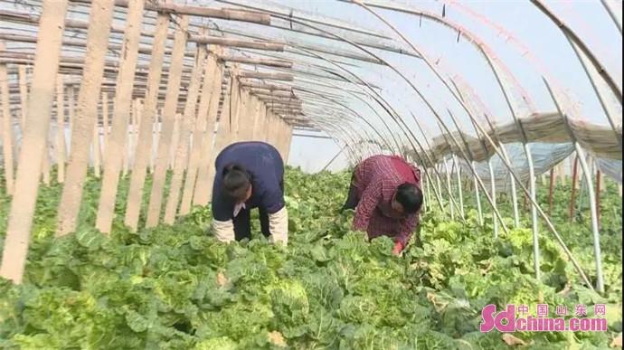 揭秘江苏大白菜背后的故事，地里种成熟背后的真相