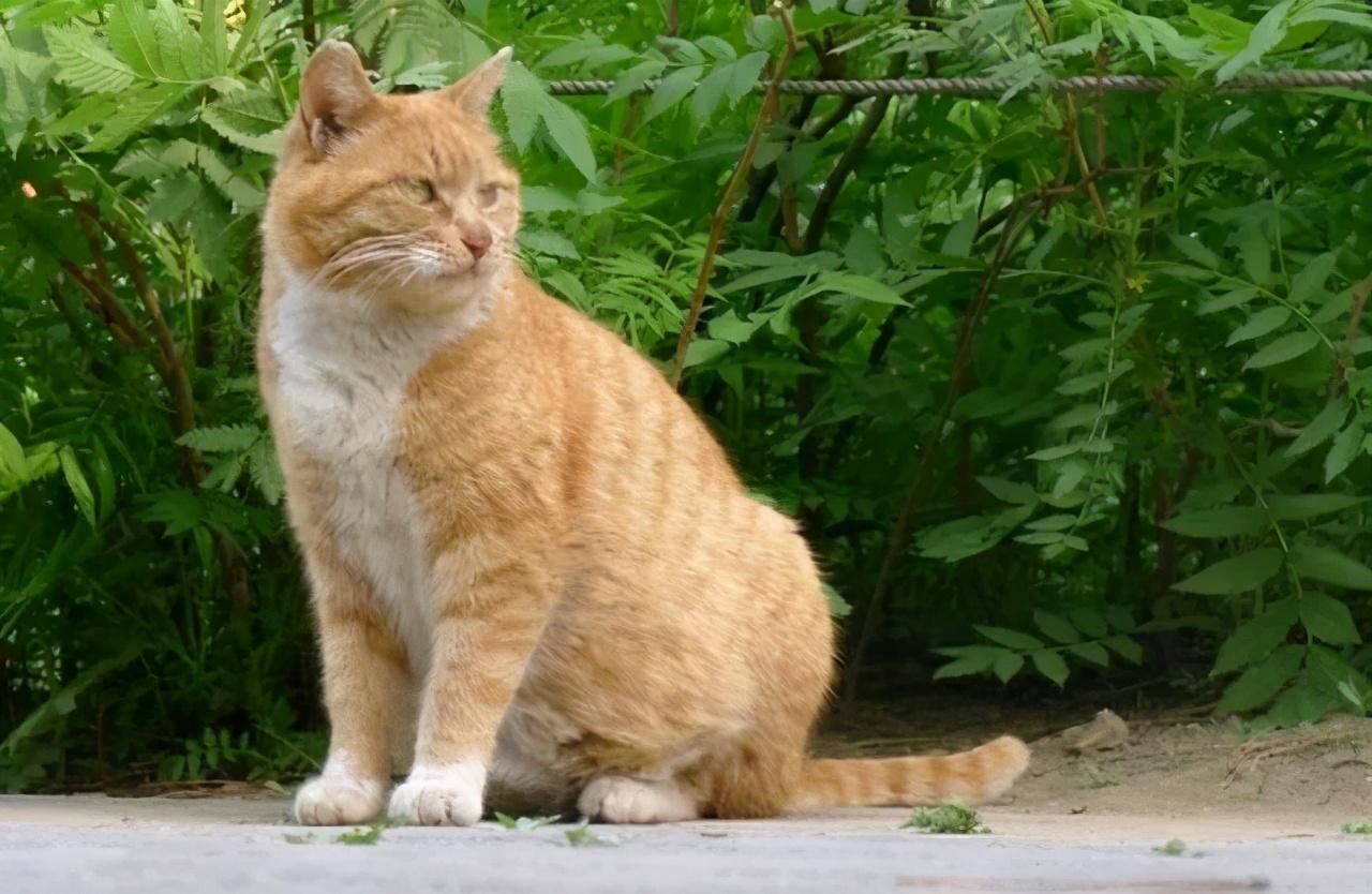 狸花猫打架，威猛展现独特风采