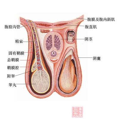 睾丸体检，守护男性生殖健康的重要一环