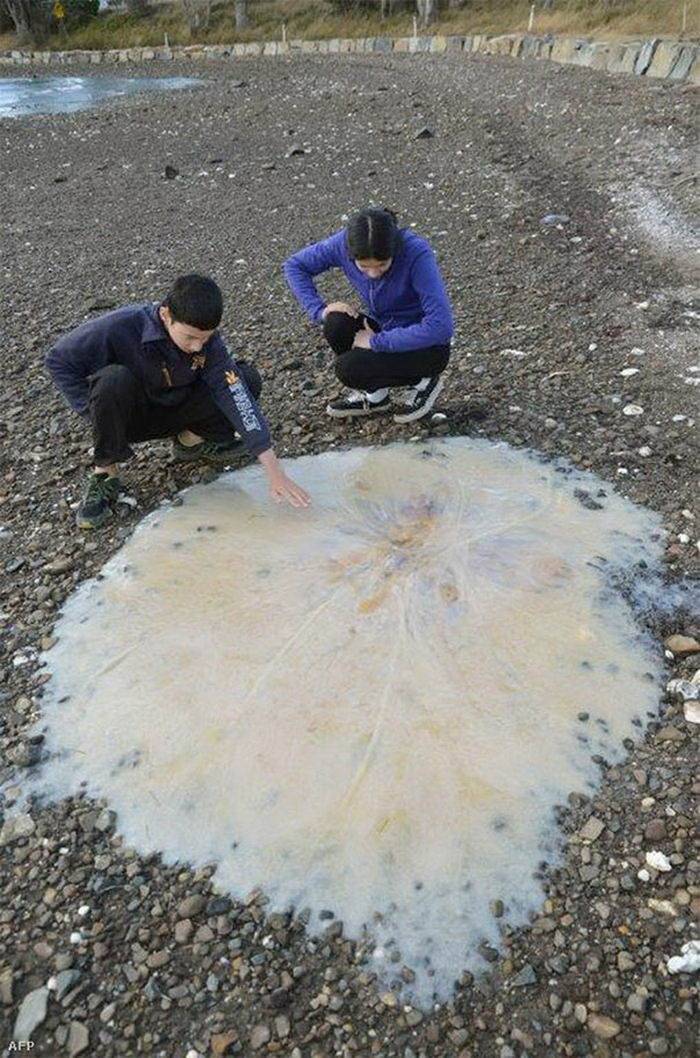 澳大利亚海滩奇异生物发现，男孩的海洋奇遇夜