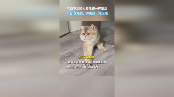 小猫养生法，气血不足者的全新养生途径