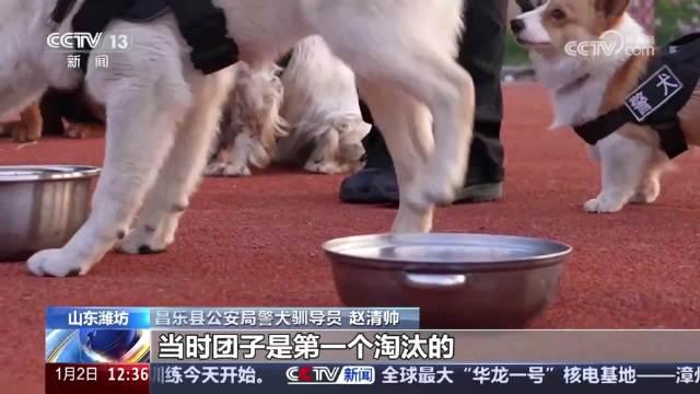 警犬的美食意外，鸡腿加料时刻