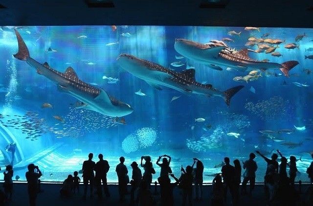 孤独海洋中的故事，日本水族馆翻车鱼因缺乏游客而自闭