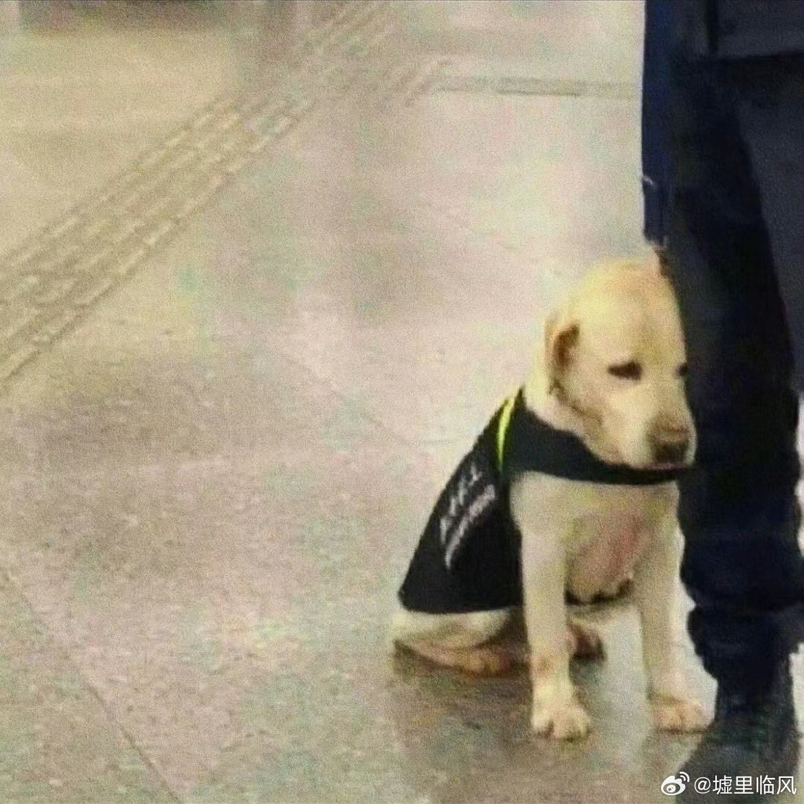 四只警犬点名批评，责任与纪律的警示