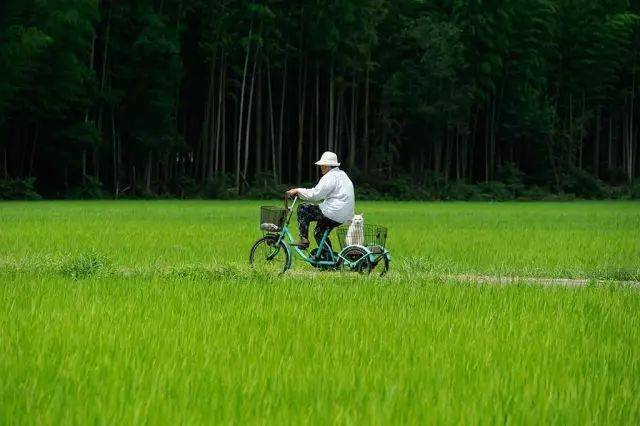 亲情与劳动的交融，孙儿陪伴奶奶下地农忙的日子