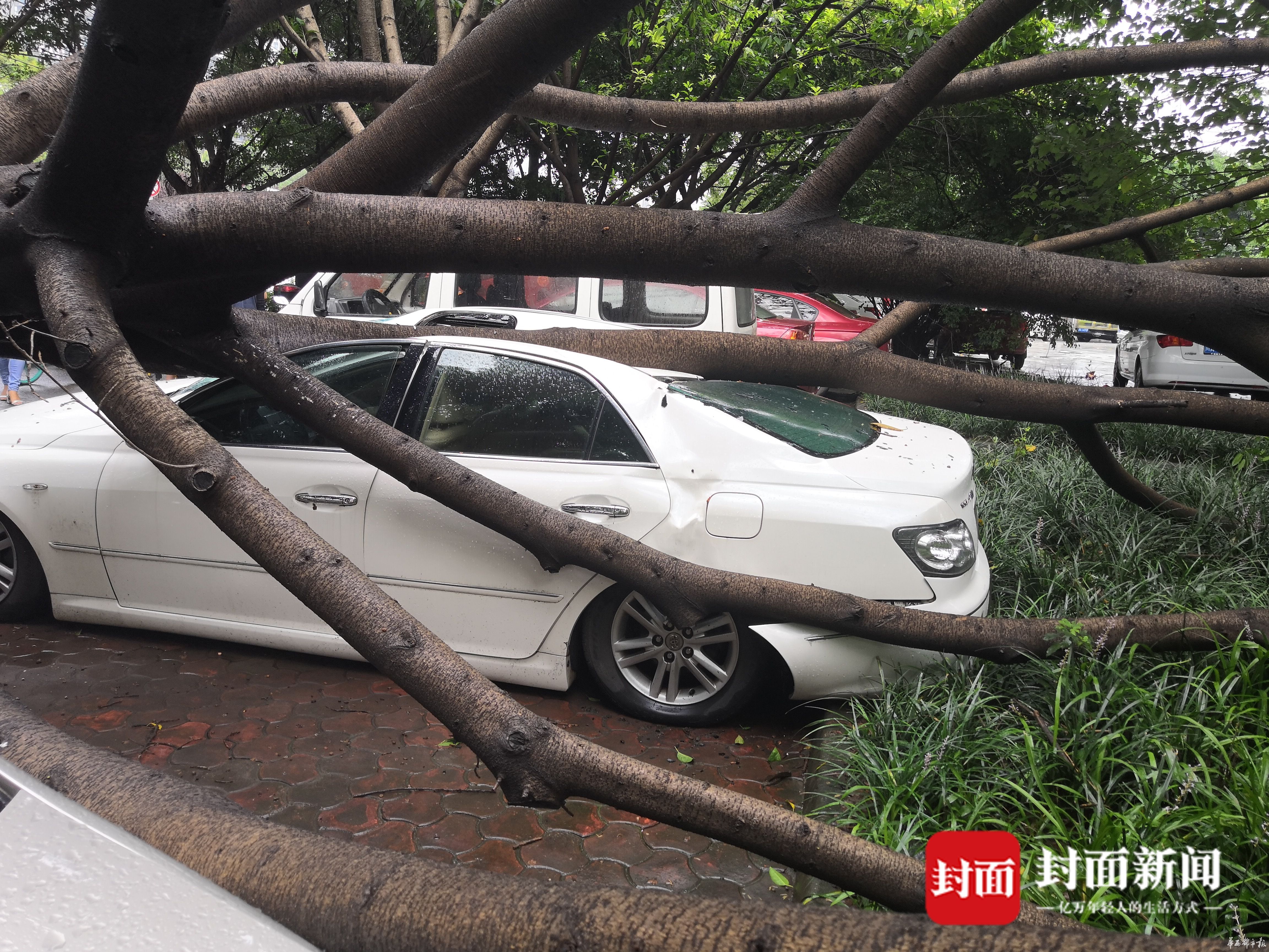 小伙将车停在木棉树下结果悲剧了