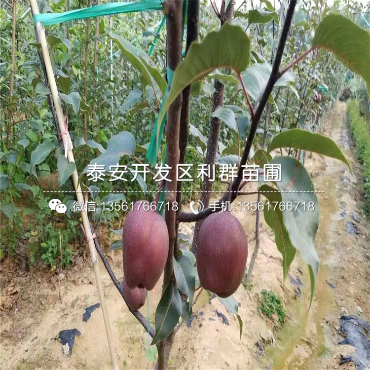 藏乌梨价格远超普通梨30倍