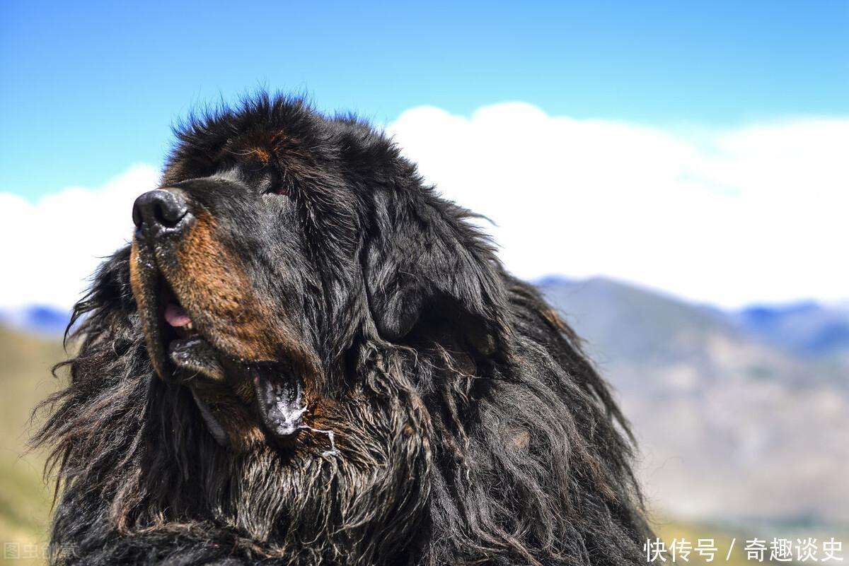 官方辟谣藏獒围捕雪豹致瘫痪